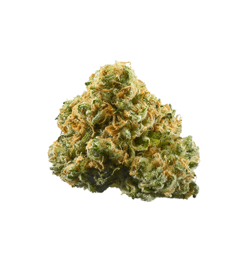 Modjo Mango THC+